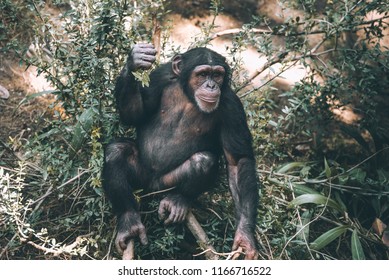 Mahale Mountains Chimpanzee Is A Part Of The Family Hominidae (the Great Apes).