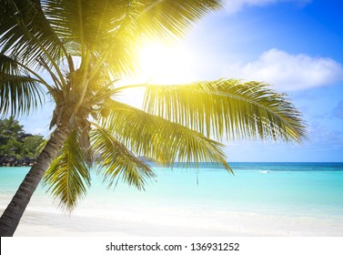 Plage Cocotiers Photos Et Images De Stock Shutterstock