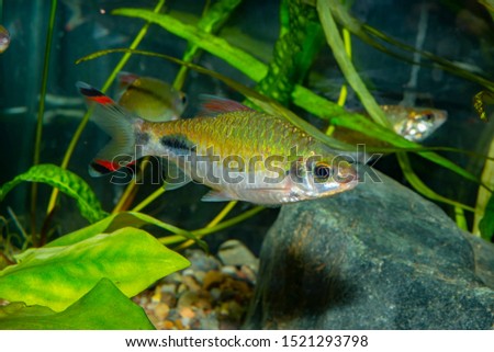 The Mahecola barb (Puntius mahecola) is a species of ray-finned fish in the genus Puntius. It is found in Kerala, India.