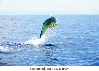 Dorado Fish Images Stock Photos Vectors Shutterstock