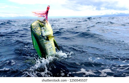 mahi mahi sport fishing Costa Rica with trolling lures 