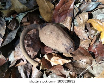 1,566 Mahogany Fruit Images, Stock Photos & Vectors | Shutterstock