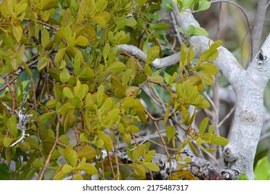 Mahogany Mistletoe (Phoradendron Rubrum) Grows On West Indian Mahogany Tree Trunks And Branches In A Tropical Hammock Dry Forest In The Florida Keys