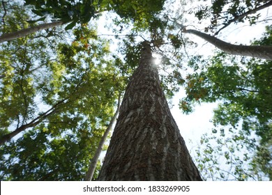 mahogany tree (Swietenia mahagoni). Mahogany plant is a tree that produces hardwood
usually used by some people to make furniture
household and carving items - Shutterstock ID 1833269905