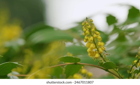 Mahonia Aquifolium Flowers In Spring Garden. Yellow Flowers Oregon Grape Mahonia Aquifolium Plant. Close up. - Powered by Shutterstock