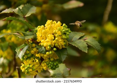Mahonia aquifolium, the Oregon grape or holly-leaved barberry. Yellow shrub plants liked by bees.