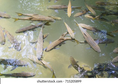 Mahseer Barb Fish