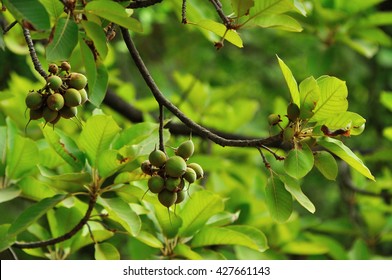 Mahua Fruits