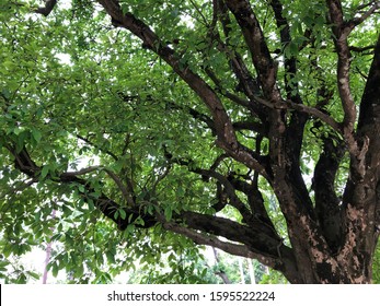 A Mahua Tree In Bangladesh