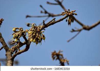 Mahua Tree And Flower In India