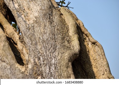 Mahua Tree Trunk On Out Door Forest 