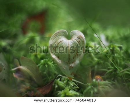 Similar – Image, Stock Photo Heart of a grain in a barley field