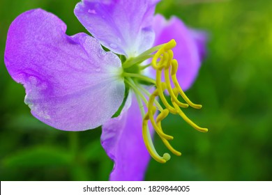 Maid Marian Wildflower - Rhexia Nashii - Focus Stacked Macro