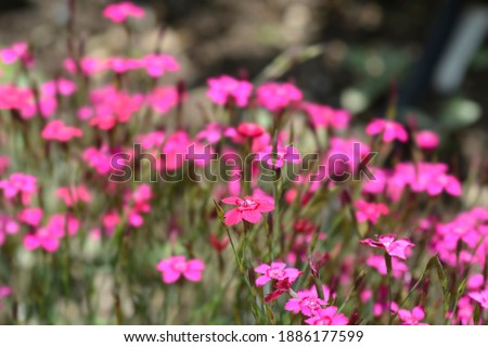 Maiden pink Brilliant - Latin name - Dianthus deltoides Brilliant