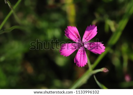 Similar – Im Busch Blume Blüte Natur