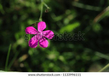 Similar – Im Busch Blume Blüte Natur