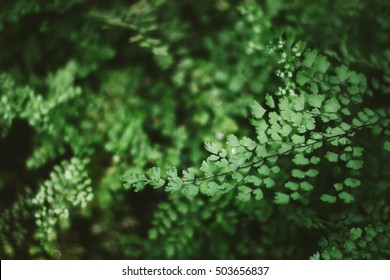 Maidenhair Fern.