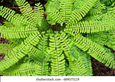 Maidenhair Fern