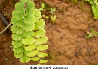 Maidenhair Fern Is Used For bronchitis, Coughs, Whooping Cough, And Heavy Menstruation With Cramps. It Is Also Used To Loosen Chest Congestion. Some People Apply Maidenhair Fern Directly To The Scalp 