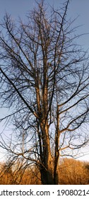 Maidenhair Or Gingko Bilboa Tree In Winter 