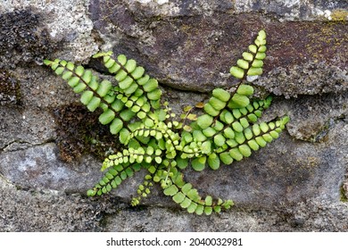Maidenhair Spleenwort - Asplenium trichomanes on church wall, Exmoor, Devon