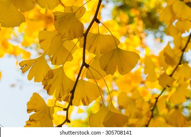 Maidenhair Tree