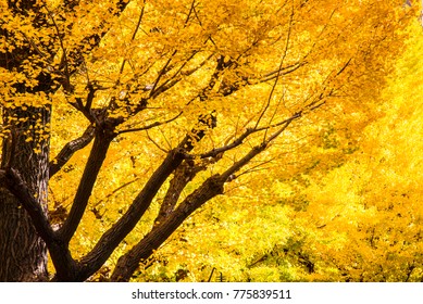 Maidenhair Tree In Japan