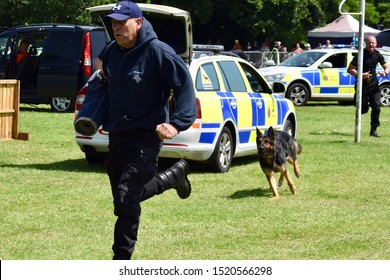 Maidstone, Kent, UK - June 30 2019 - Police Officer Running From A Police Dog As Part Of A Display By Kent Police. Present With A Police Car In The Background.