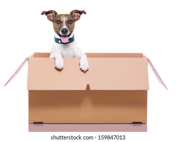 Mail Dog In A Very  Big Moving Box