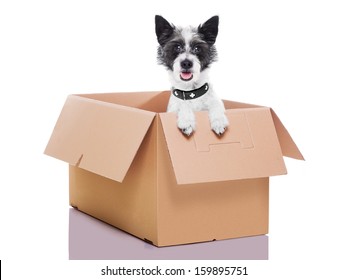 Mail Dog In A Very  Big Moving Box