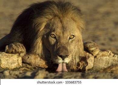 Mail Lion Portrait Drinking Water