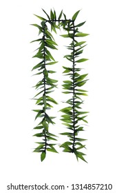 Maile-style Ti Leaf Lei, one of variety of customary Hawaiian men’s leis, for graduations, weddings or anniversary parties, isolate on white background.