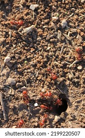 Main Ant Home Lawton, Oklahoma USA