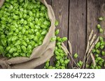 The main brewery ingredients- are green hop cones in a linen sack and wheat ears on a rustic aged wooden table surface. Oktoberfest beer concept. Product flat-lay background.