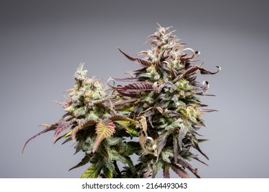 Main Cola Apical Bud Of Cannabis Plant With Trichomes Stigma Pistil Fan Leaves Blooming Flower