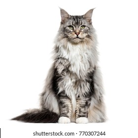 Main coon cat, sitting, isolated on white - Shutterstock ID 770307244