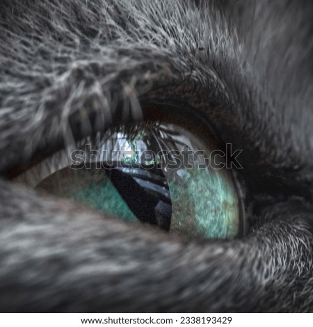 Similar – Image, Stock Photo Cat Style Expression