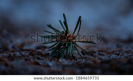 Main focus on the tree's seed on a snow covered trail