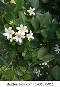 The Main Reason Jasmine Is So Famous Is Its Strong Fragrance.