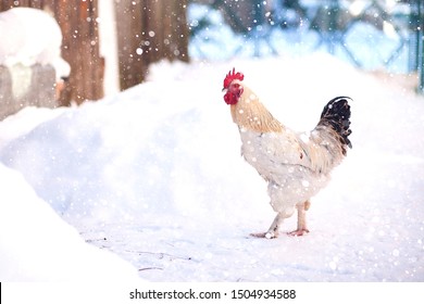 Main rooster boss portrait, Cock in winter, snow - Powered by Shutterstock