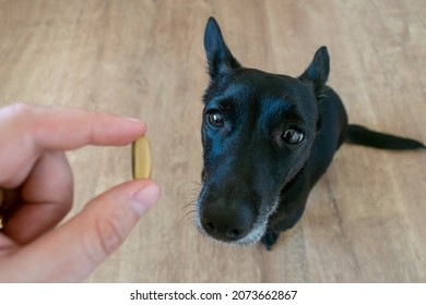 The Main Subject Is Out Of Focus, Small Black Dog Sit Floor Home Fish Oil Omega 3 Benefits Improve Life, Healthy Good For Sport Immune System Man Hand Give Capsule , Funny Face Cute