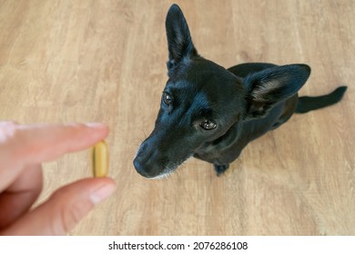 The Main Subject Is Out Of Focus, Small Black Dog Sit Floor Home Fish Oil Omega 3 Benefits Improve Life, Healthy Good For Sport Immune System Man Hand Give Capsule , Funny Face Cute