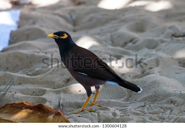 Maina Afghan Starling Birds Thailand Stock Photo Edit Now 1300604128