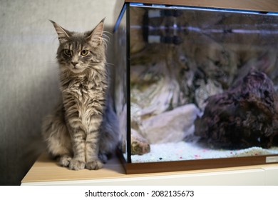 Maincoon Cat Relaxing Next To Fish Tank. Focus On Cat With Out Of Focus Aquarium In Background.