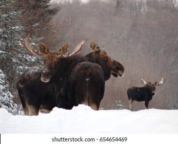 Maine Bull Moose
