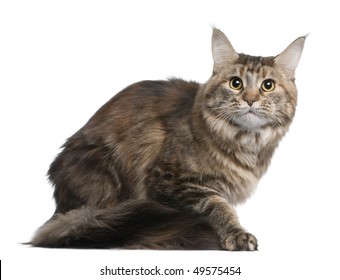 One year old maine coon Images, Stock & Vectors Shutterstock