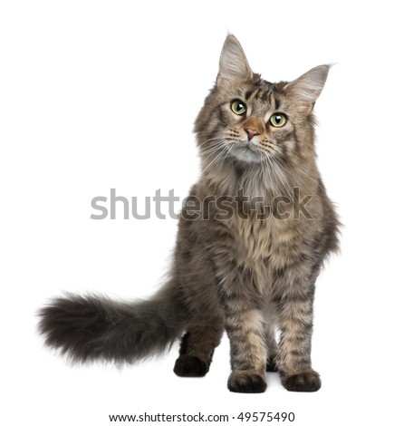 Maine coon, 1 year old, standing in front of white background