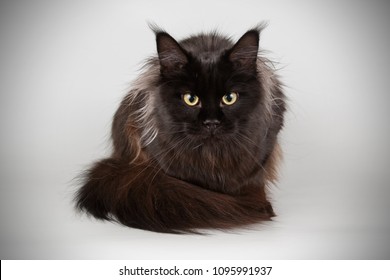 Maine Coon Black Cat