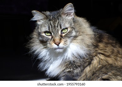 Maine Coon Calico Cat Face