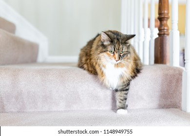 Maine Coon Calico Cat Funny Resting One Paw On Carpet Floor Steps Indoors Inside House Comfortable Looking Down Sad, Large Breed Neck Mane Or Ruff